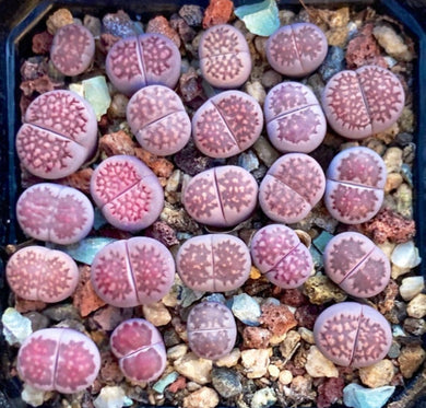 Small purple lithops Salicola (Satos Violet), small red Lithops ‘Rubroroseus’, Kikukaseki, Peppermint Creme or small Pink Julii 8 dollars - Glitter and Grow Co.