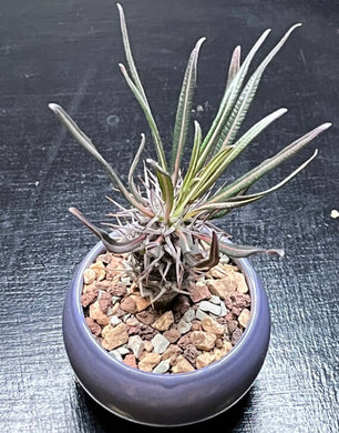 Small beautiful Pachypodium Geayi 45 dollars each - Glitter and Grow Co.