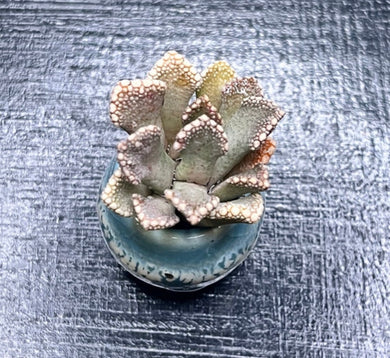 New** Beautiful small 1 inch “Titanopsis Calcarea” from 5 dollars each. - Glitter and Grow Co.