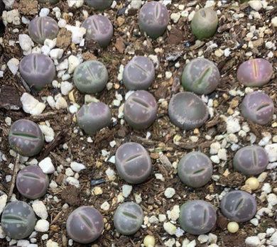 Beautiful RARE baby lithops olivacea starting from 5 dollars each - Glitter and Grow Co.