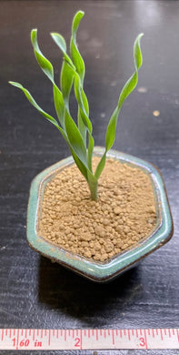 Rare small Albuca fagaroides baby from 18 dollars each - Glitter and Grow Co.