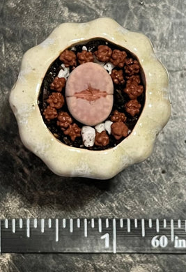 Very rare tiny lithops Julii “Hot lips”  8 dollars each. - Glitter and Grow Co.