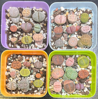 Beautiful coloured mix tiny baby lithops pot $25 each pot - Glitter and Grow Co.